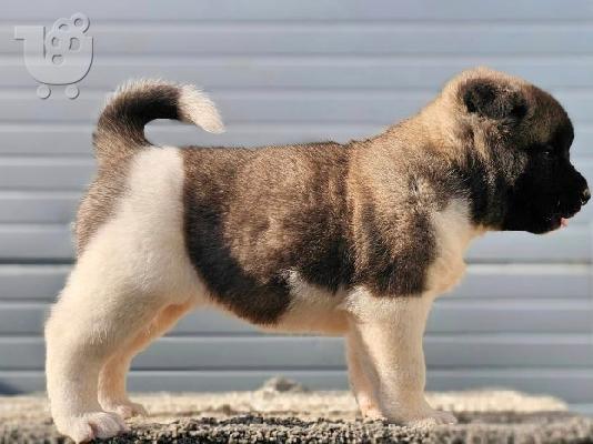 American Akita, διαθέσιμα κουτάβια